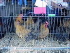 Chick Chain 2004 035